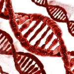 孩子是如何通过父母遗传患上蚕豆病的